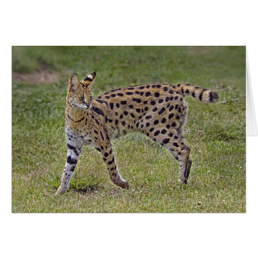 Serval Wild African Cat Cards (Front Horizontal)