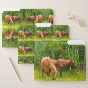 Set of 3 File Folders Assateague Ponies