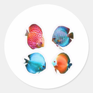 Set of 4 Vibrant Discus Fish Decals - Tropical Fr Classic Round Sticker