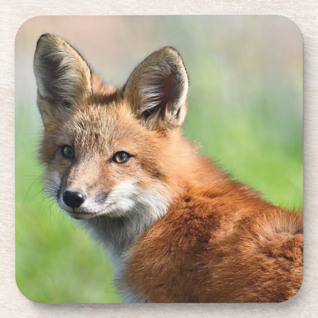 Set of 6 Fox coasters (Front)