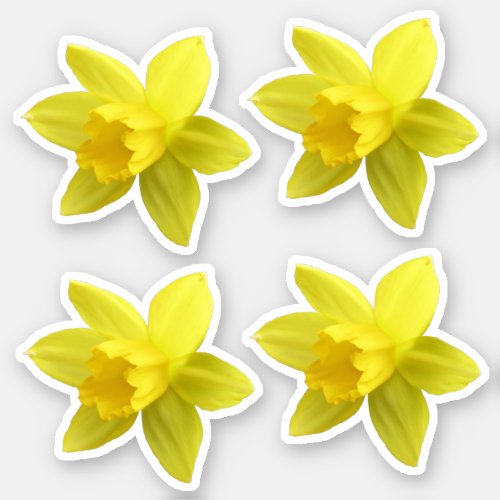 Set of Four Yellow Daffodil Blooms Sticker