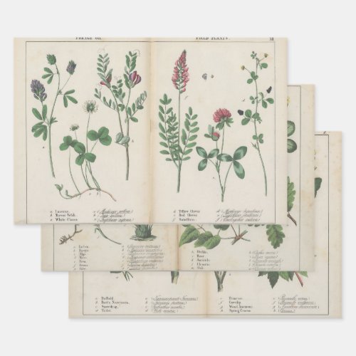 Set of three antique botanical art print  wrapping paper sheets