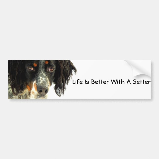 Setter Bumper Sticker (Front)