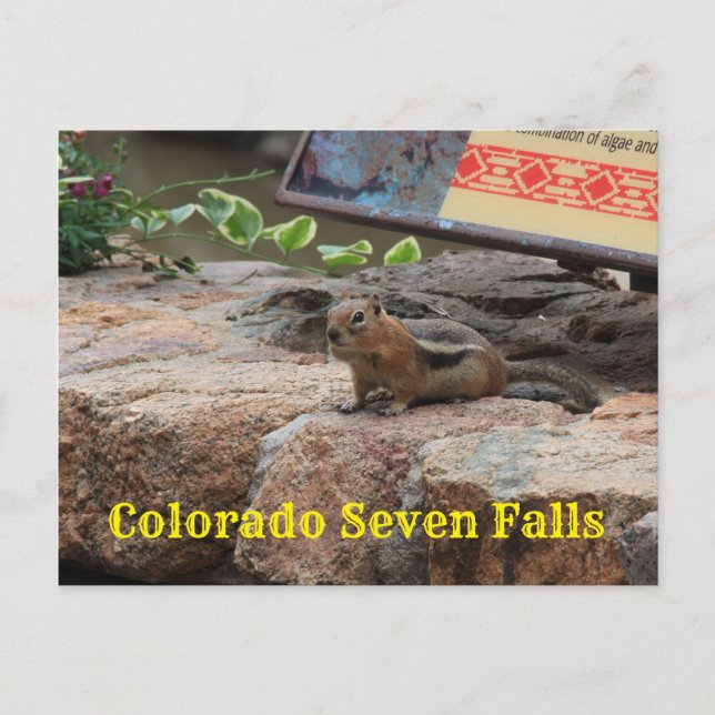 Seven Falls Colorado G Squirrel closeup Post Card (Front)