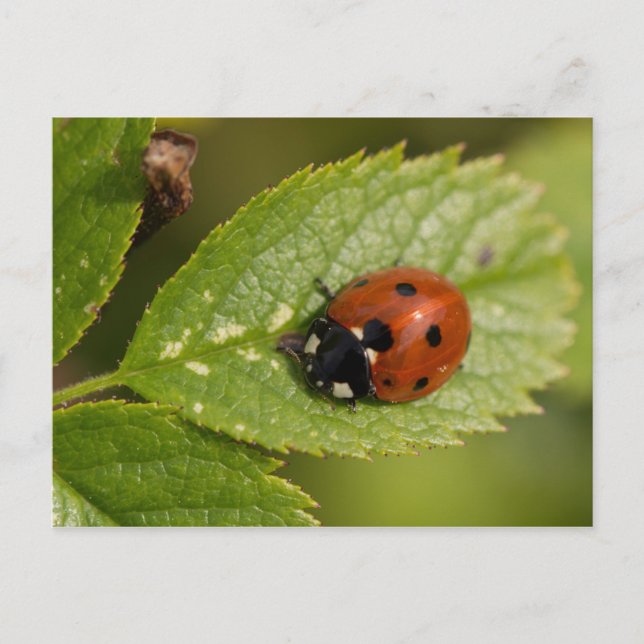Seven-spot Ladybird Postcard (Front)