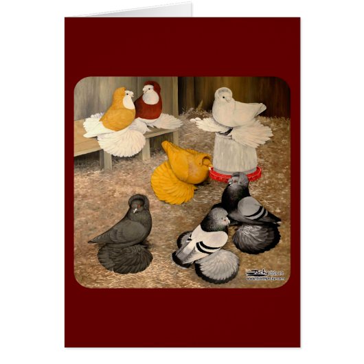 Seven Trumpeter Pigeons (Front)