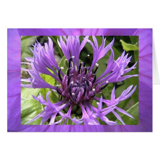 seventh chakra cards (Front Horizontal)