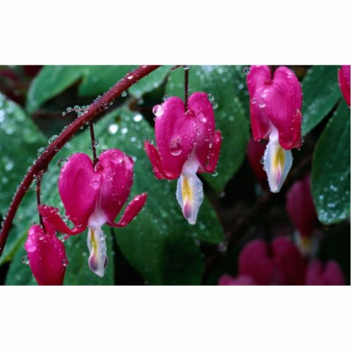 Several flowers of bleeding heart plant and water statuette
