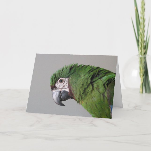 Severe Macaw Greeting Card (Front)