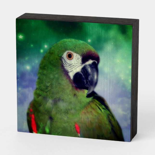 Severe Macaw Parrot Close Up  Wooden Box Sign (Angled Horizontal)