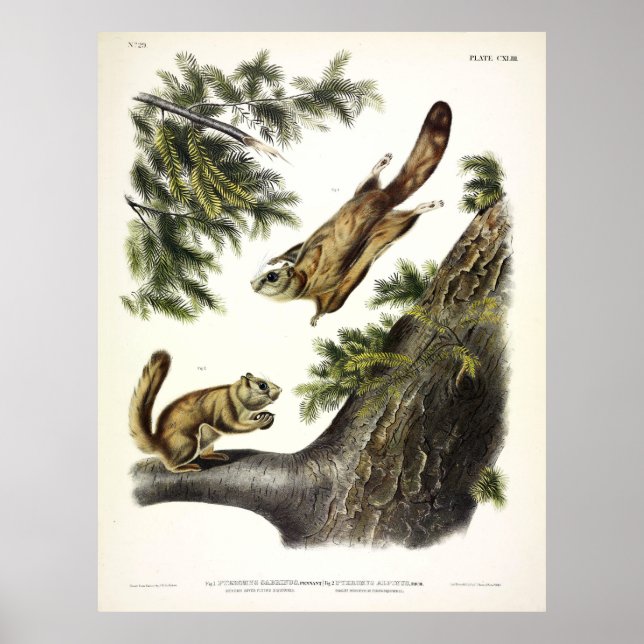 Severn-River (Northern) Flying Squirrel by Audubon Poster (Front)