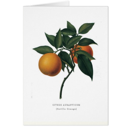 Seville Orange Cards (Front)