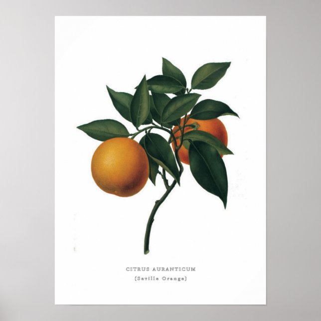 Seville Orange Poster (Front)