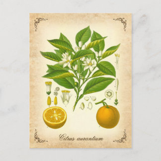 Seville orange - vintage illustration postcard