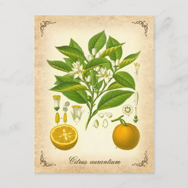 Seville orange - vintage illustration postcard (Front)