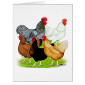 Sex-linked Chickens Quintet (Front)