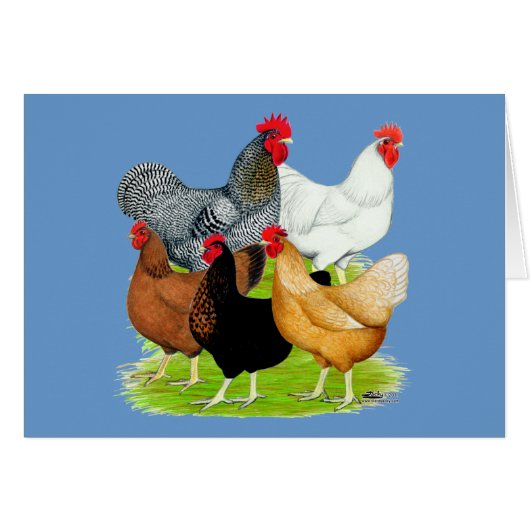 Sex-linked Chickens Quintet Cards (Front Horizontal)