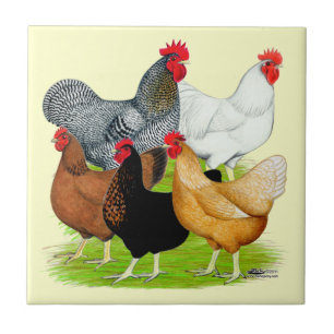 Sex-linked Chickens Quintet Ceramic Tile