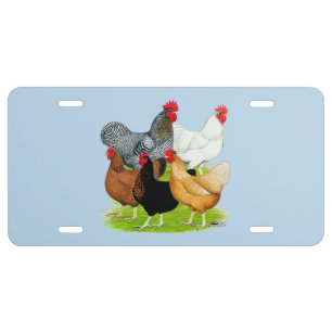 Sex-linked Chickens Quintet License Plate