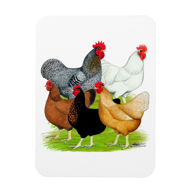 Sex-linked Chickens Quintet Magnet (Vertical)