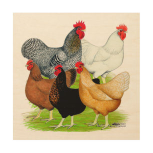 Sex-linked Chickens Quintet Wood Wall Art
