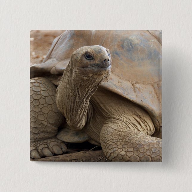 Seychelle Aldabran land tortoise Button (Front)