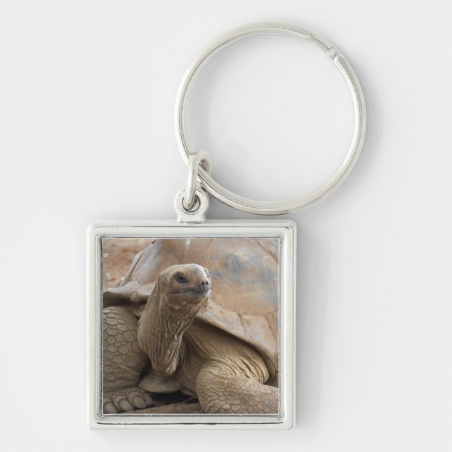 Seychelle Aldabran land tortoise Keychain (Front)