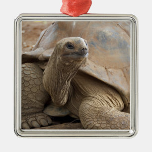 Seychelle Aldabran land tortoise Metal Ornament