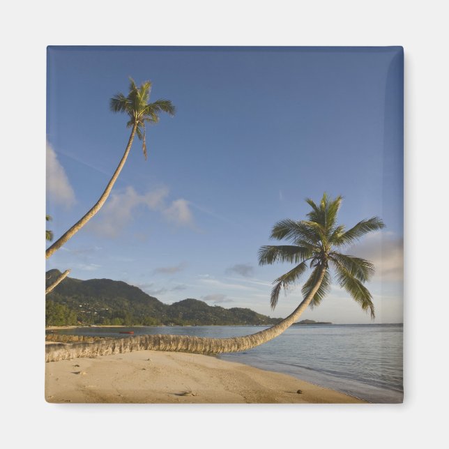 Seychelles, Mahe Island, horizontal palm, Magnet (Front)