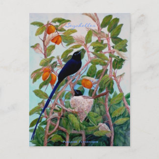 Seychelles Paradise Flycatcher Postcard