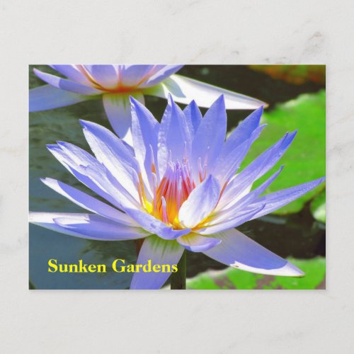 SG Blue water Lily 106N 0106 Postcard