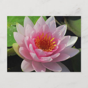 SG Lincoln, Nebraska pink water lily #1  01 Postcard