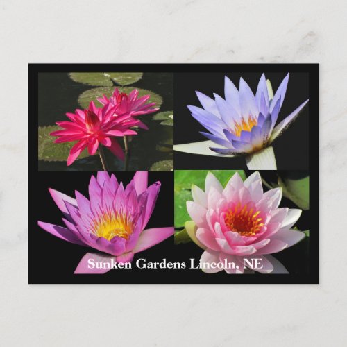 SG Waterlily Collage Postcard 6Nw  600