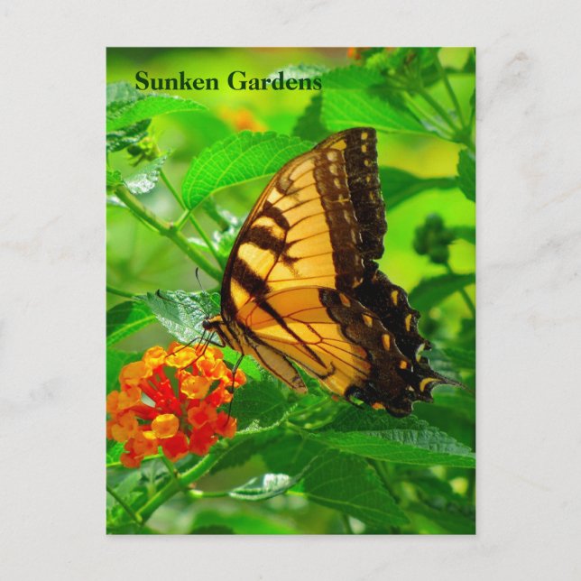 SG Yellow Swallowtail Postcard #245N  0245 (Front)