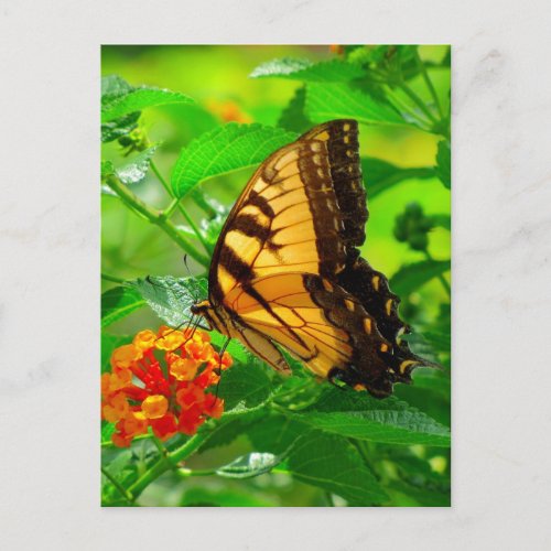 SG Yellow Swallowtail Postcard 81N  081