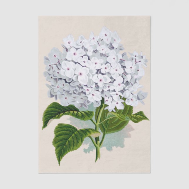 Shabby Chic Fresh White Flowers with Pink Hearts Tissue Paper (Front)