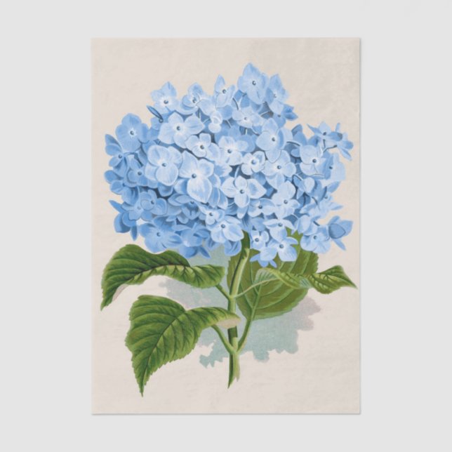 Shabby Chic Light Pastel Sky Blue Flowers Tissue Paper (Front)