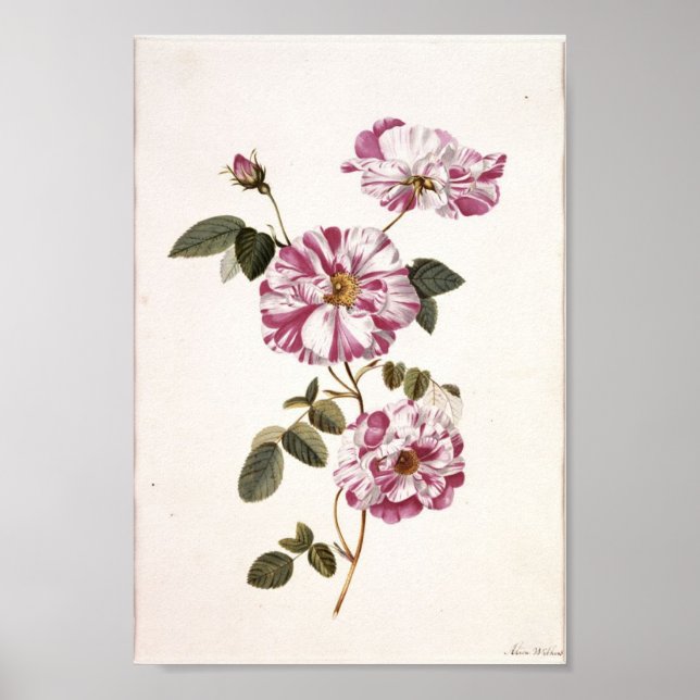 Shabby Chic Roses Poster (Front)