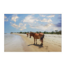 Shackleford Ponies