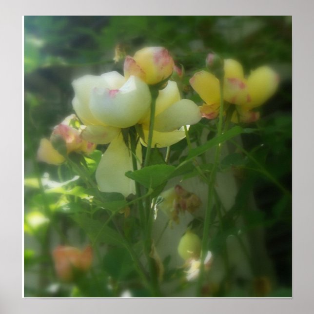 Shaded Poster (Front)