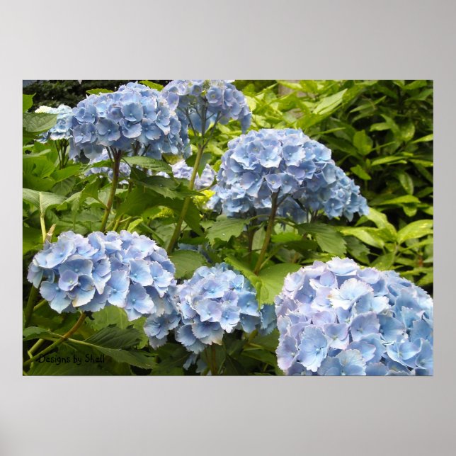 Shades of Blue Hydrangeas Poster (Front)