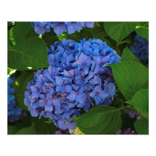 Shades Of Blue - The Blue Hydrangea Photo Print