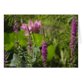 Shades of Pink and Purple (Front Horizontal)