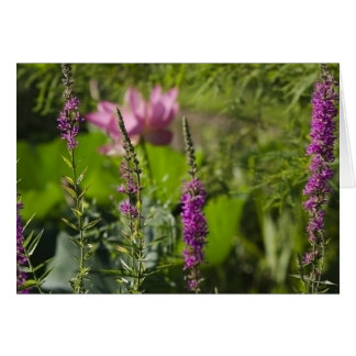 Shades of Pink and Purple Cards