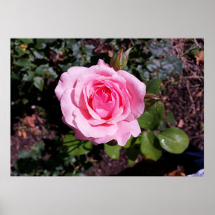shades of pink poster