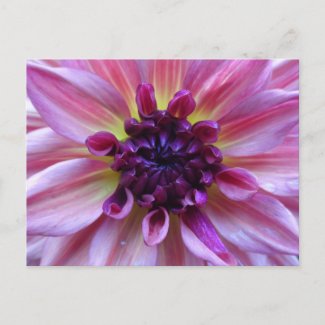 Shades of Purple Dahlia Close Up DIY Postcard