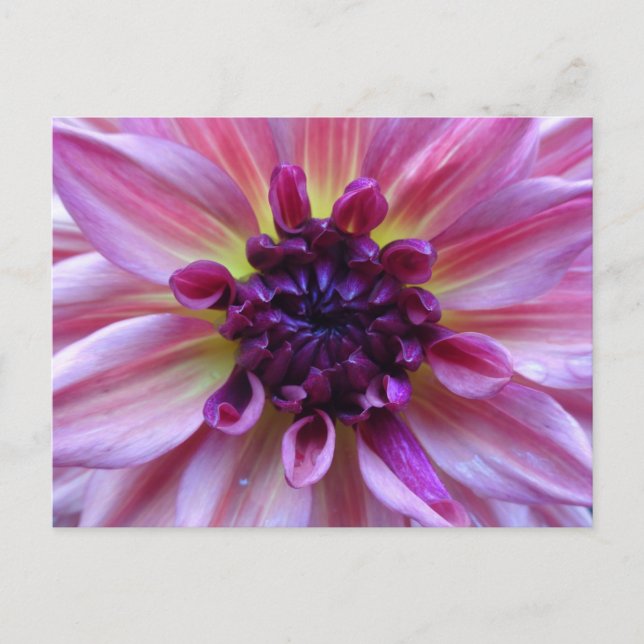 Shades of Purple Dahlia Close Up DIY Postcard (Front)
