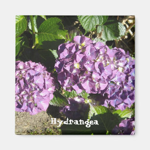 Shades of Purple Hydrangea Magnet