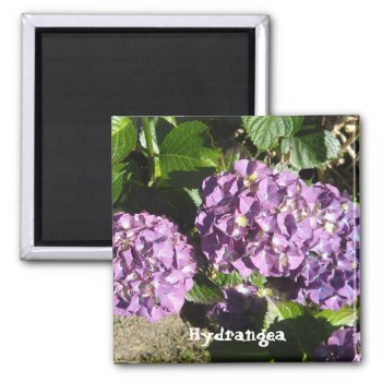 Shades Of Purple Hydrangea Magnet by seashell2 at Zazzle