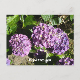 Shades of Purple Hydrangea Postcard